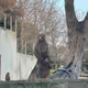 ape