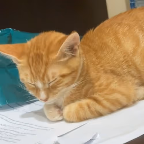 Neko 猫