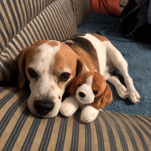 dog