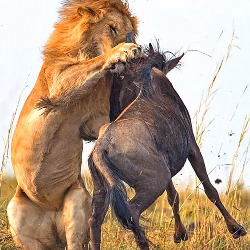 wildlife