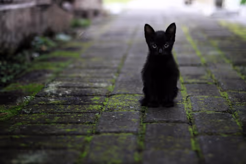 Item #36 Media