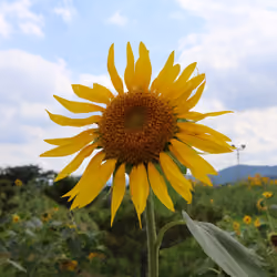 sunflower
