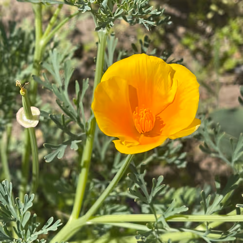 Flowers of our planet