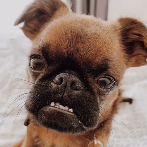 Doggo 8