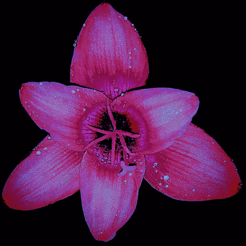 Rain Lily DM13