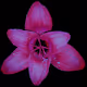 Rain Lily DM13