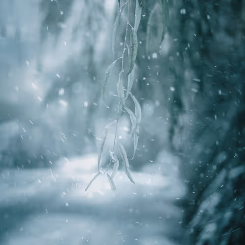 Snowy 7