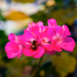 Bee