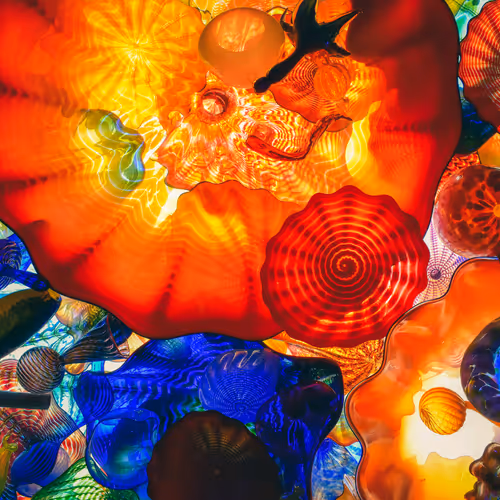 Jellyfish