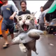cat stealing fish!