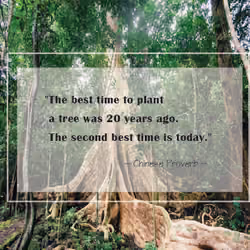 Plant more trees