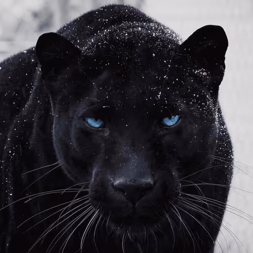 Black Pantera
