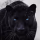 Black Pantera