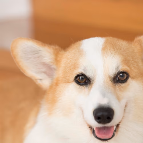 dog1