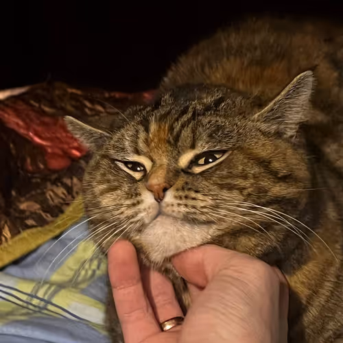 Kitten