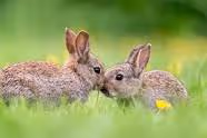 rebbit