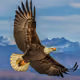 White Head Eagle (16)