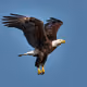 White Head Eagle (18)