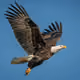 White Head Eagle (14)