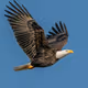 White Head Eagle