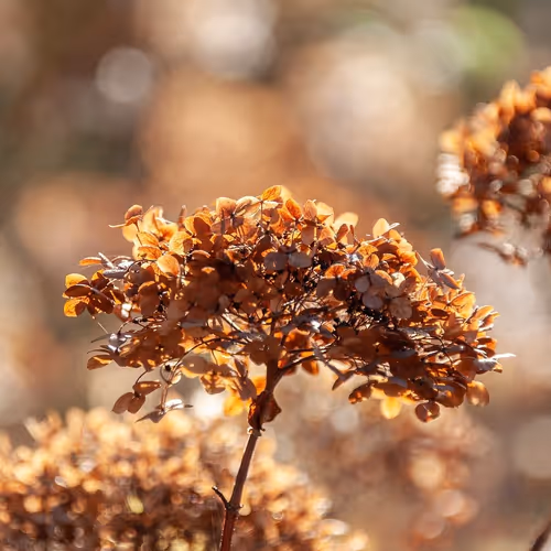brown nature