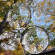 bibble leaf