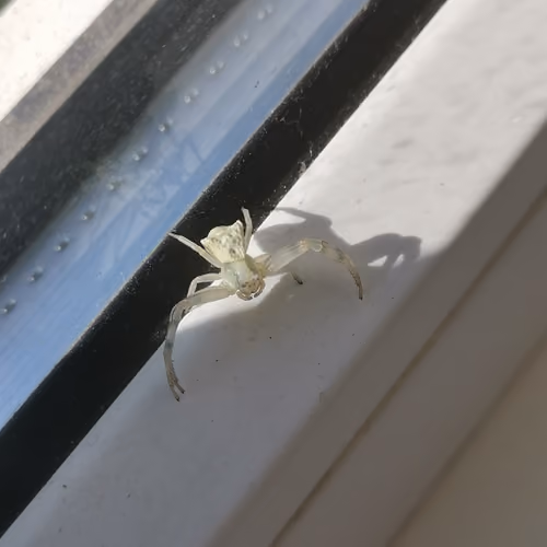 Fantastic Beasts and Insects #1