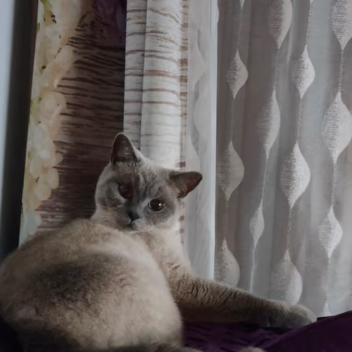 Hi