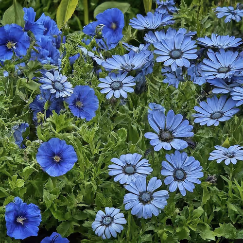 Blue flowers