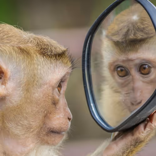 monkey funny