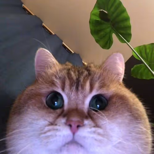 Cat 2