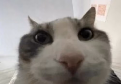 focifur 1