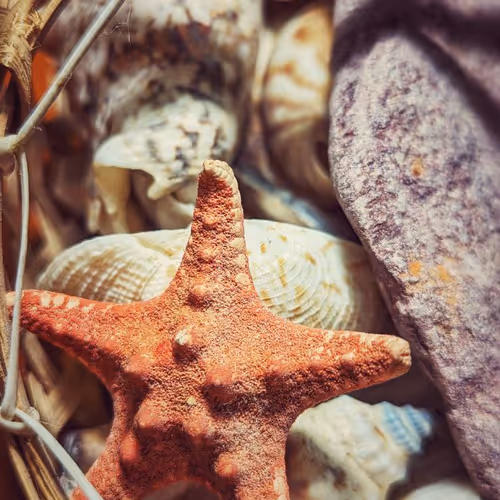 Sea Star