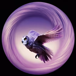 The owl is creating Zorb