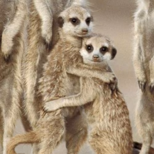 Suricate