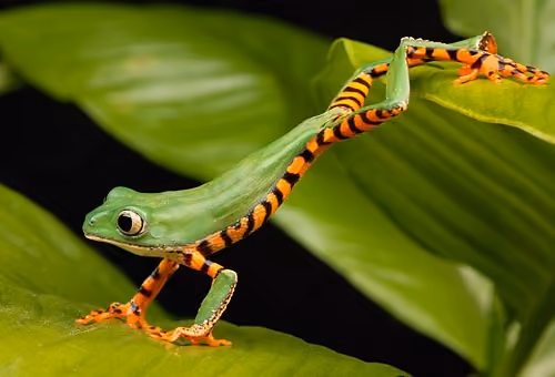 Frog Farcaster