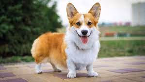 Corgi