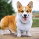 Corgi