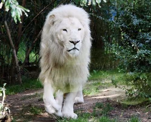 Lion white