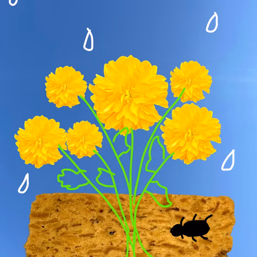 yellow flower