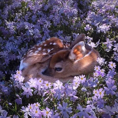 Deer！
