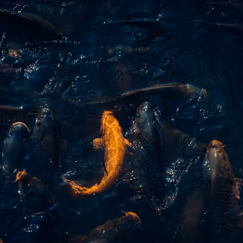 A group of fish swimming in water. 31/777