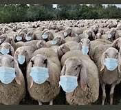 Masked sheep