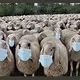 Masked sheep