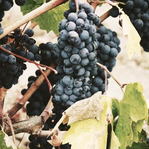 Initial