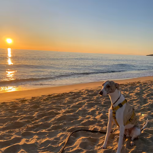 Sunset & Doggi