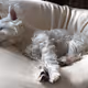 Westie