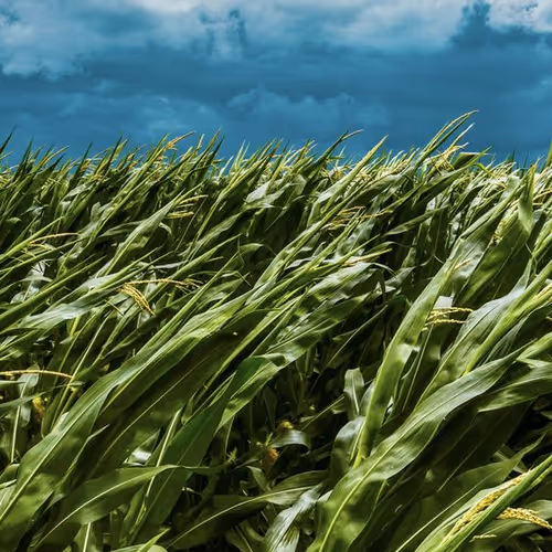 green, white and blues