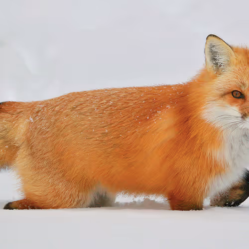 FOX