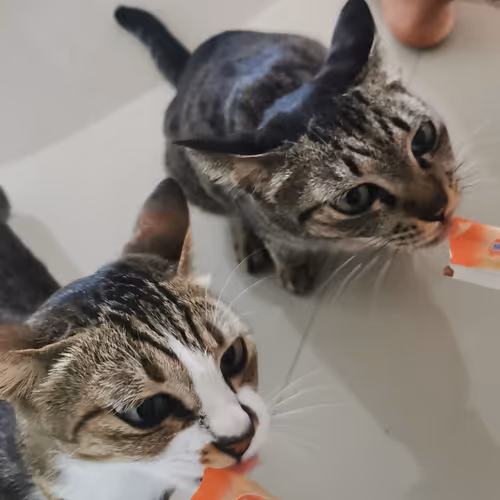 Kittens